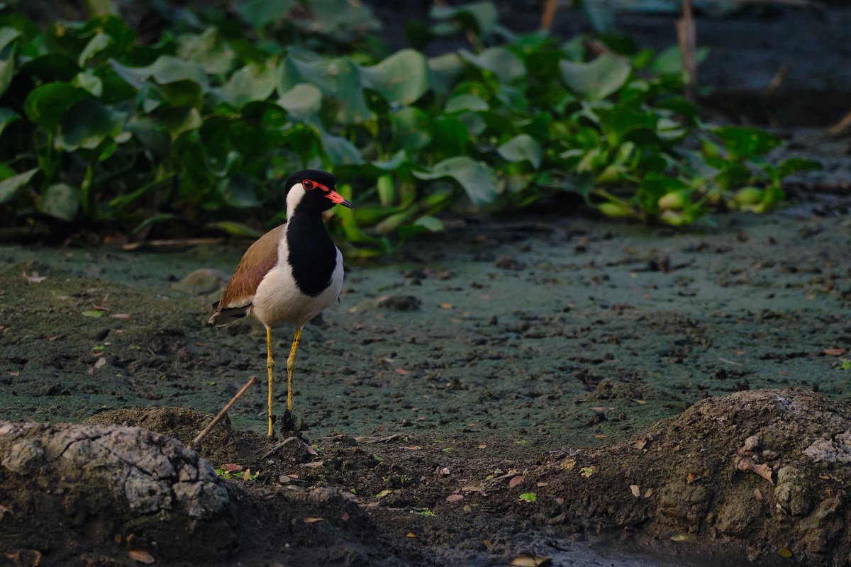 Ramprakash Ram Mohan tweet media