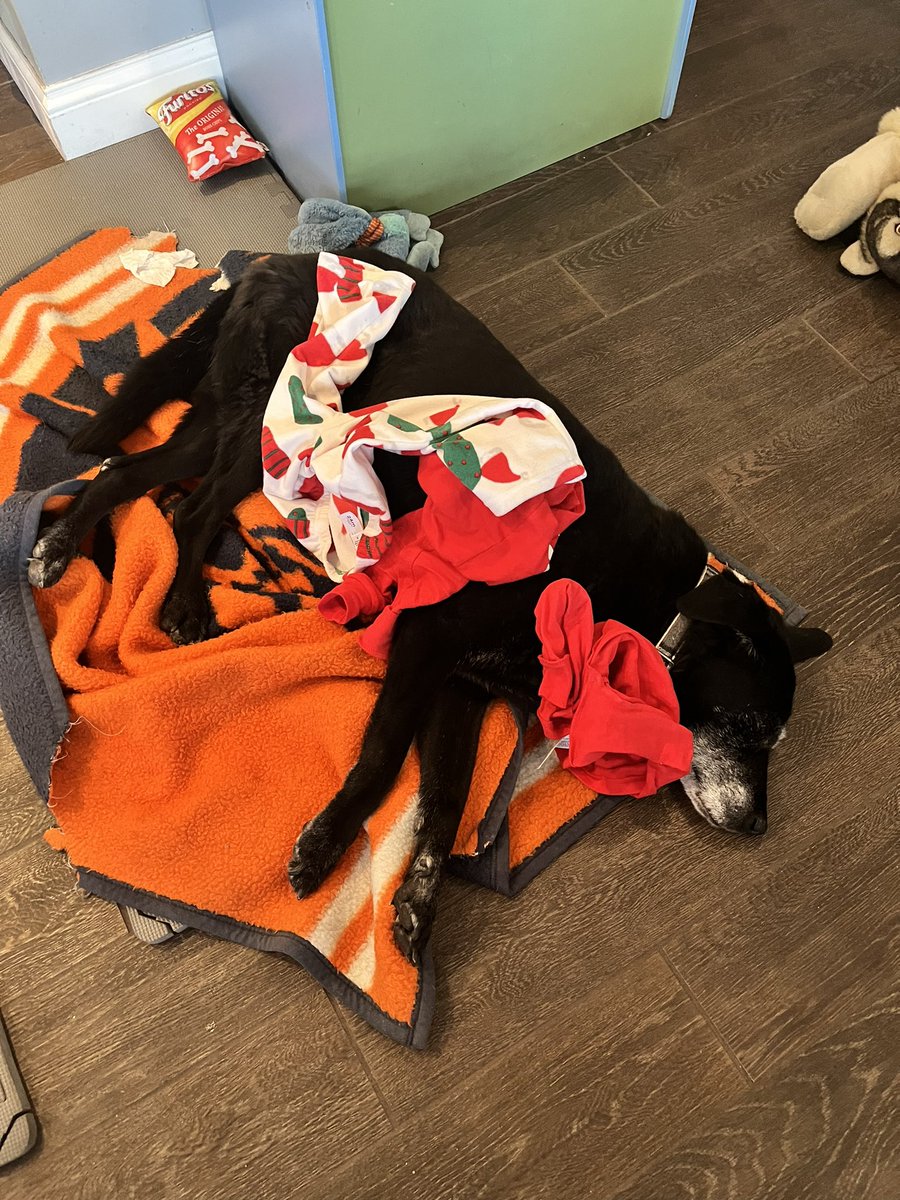 MirjaCampbell's tweet photo. @Snarkage1 Our girls decided our 14 year old lab needed Christmas jammies https://t.co/FMuQERBTAp