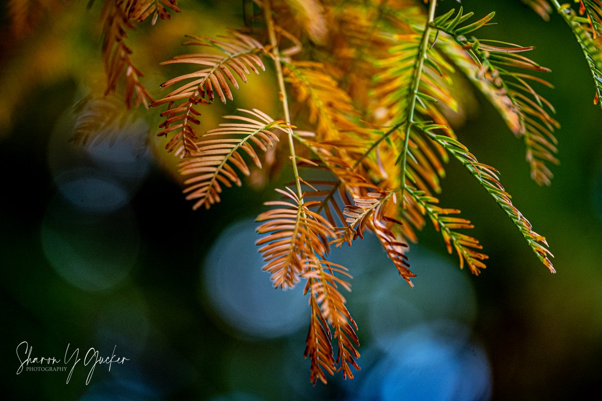 Some #Fallvibes on this cold Winter's day
#NaturePhotography #naturelovers #nature #NatureBeauty #ThePhotoHour  #nikon #nikonphotography #photography #macrophotography #macromood #macronature #autumn #autumnleaves #MacroHour #autumnvibes #fall #TwitterNatureCommunity #seasons