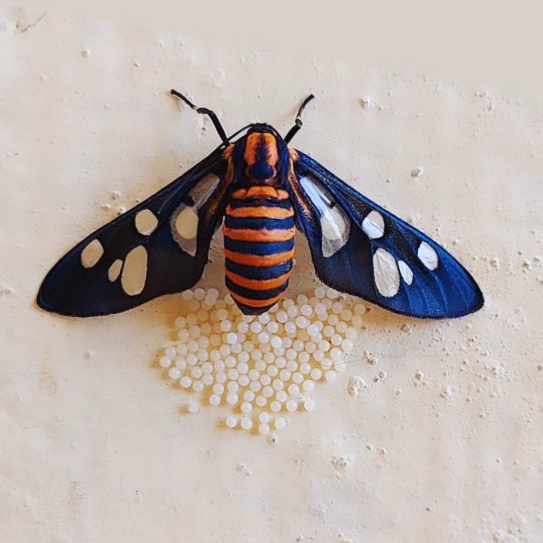 SBhurkunde's tweet photo. A friend shared this photo of Amata passalis(Sandalwood Defoliator)

#scicomm #moths #indianmoths #WomenInSTEM #STEM #mothoftheday #insectoftheday https://t.co/goMVYwmrbD