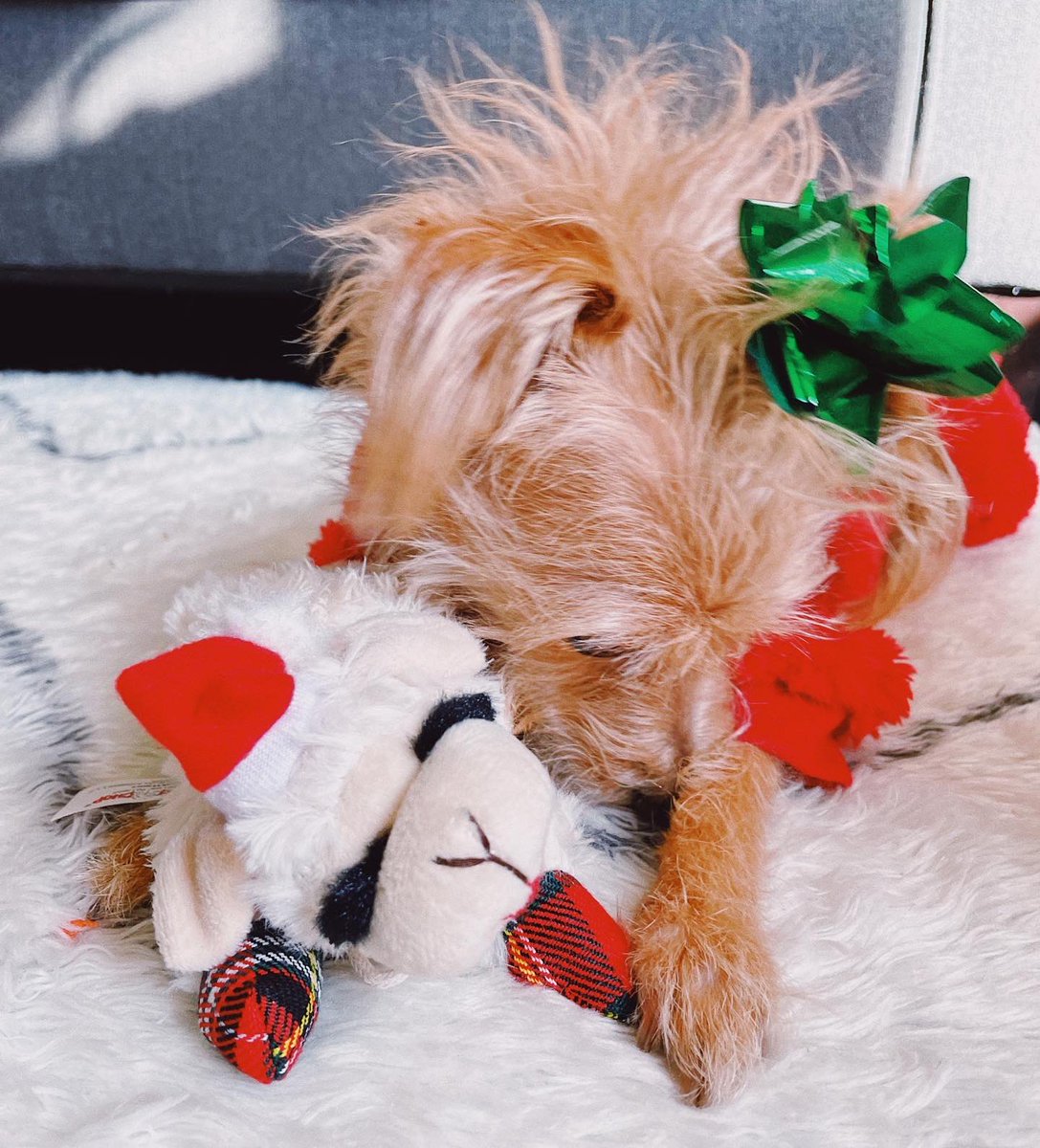 worknclassbunny's tweet photo. Meri Crismas 🎄🫠 https://t.co/gqVBmwr4xr