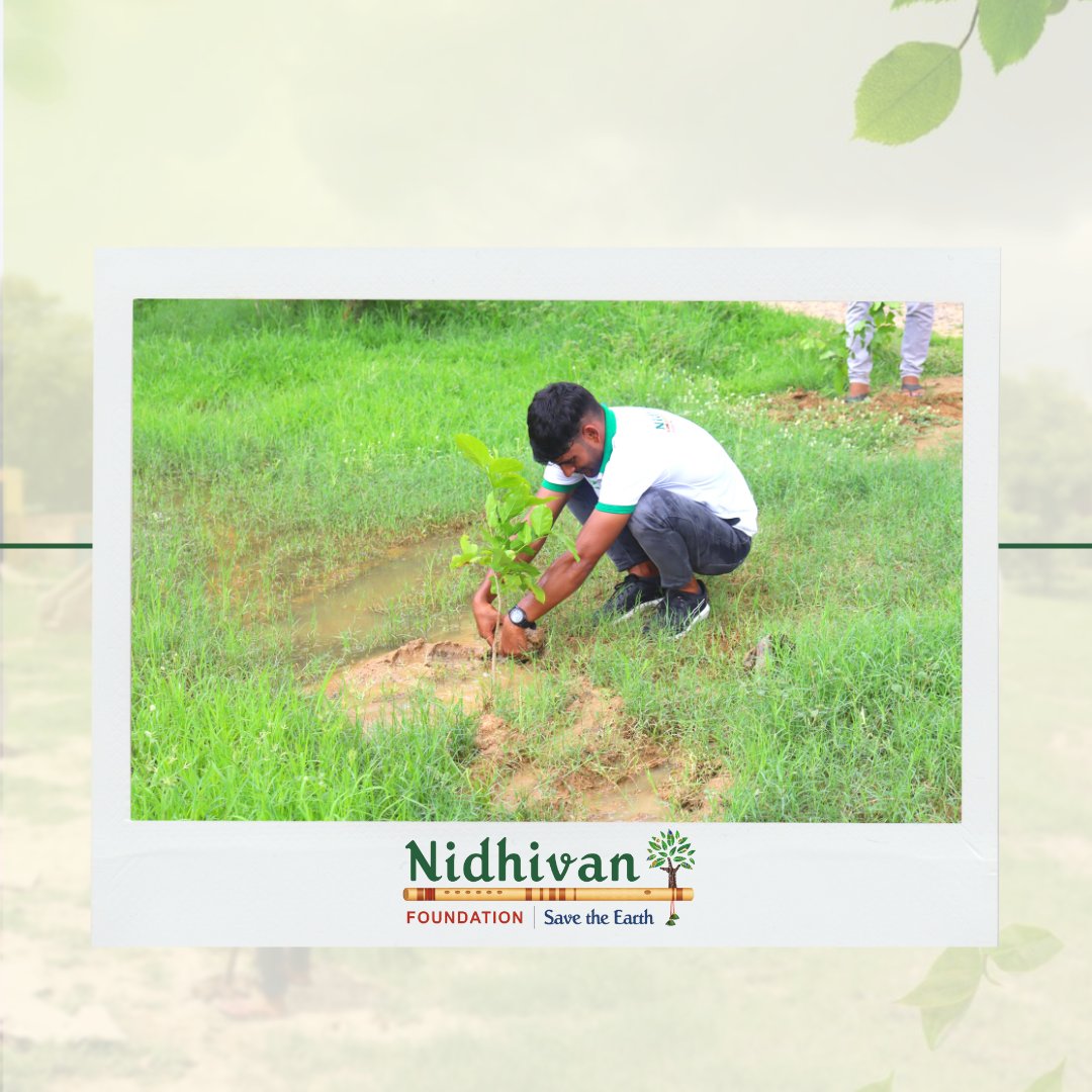 'What do the forests bear? Soil, water and pure air.” . . . . . #tree #trees #treeplanting #treeplantation #treeplanters #treelife #treeourlife #ngo #ngoindia #nidhivanfoundation #support #instagram #insta #treephotography #savetrees #saveearth #saveplanet