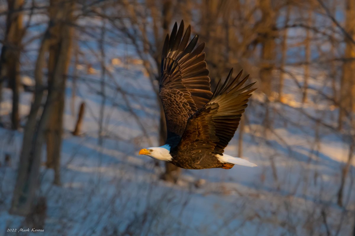 Image_Czar's tweet photo. 🦅🎄Some Bald Eagles along the Fox River in Kane County, IL on Christmas 2022. https://t.co/e9RWTxfmug