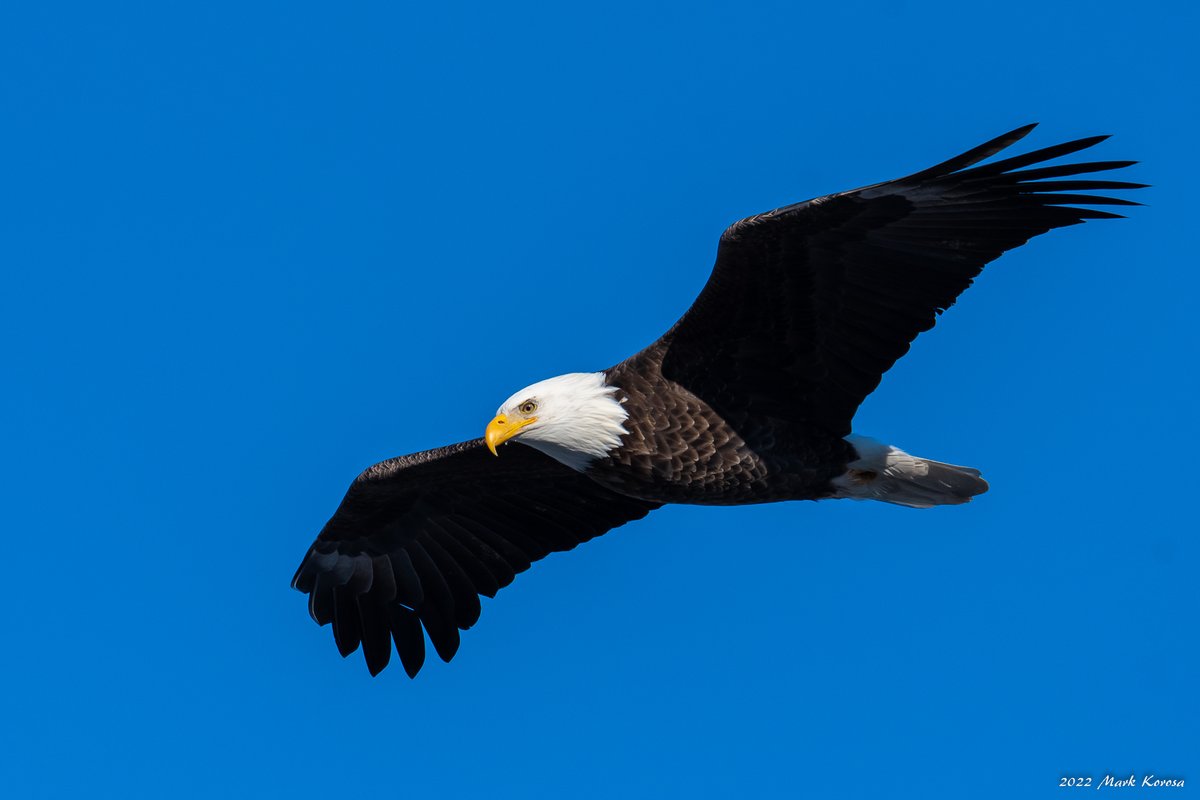 Image_Czar's tweet photo. 🦅🎄Some Bald Eagles along the Fox River in Kane County, IL on Christmas 2022. https://t.co/e9RWTxfmug