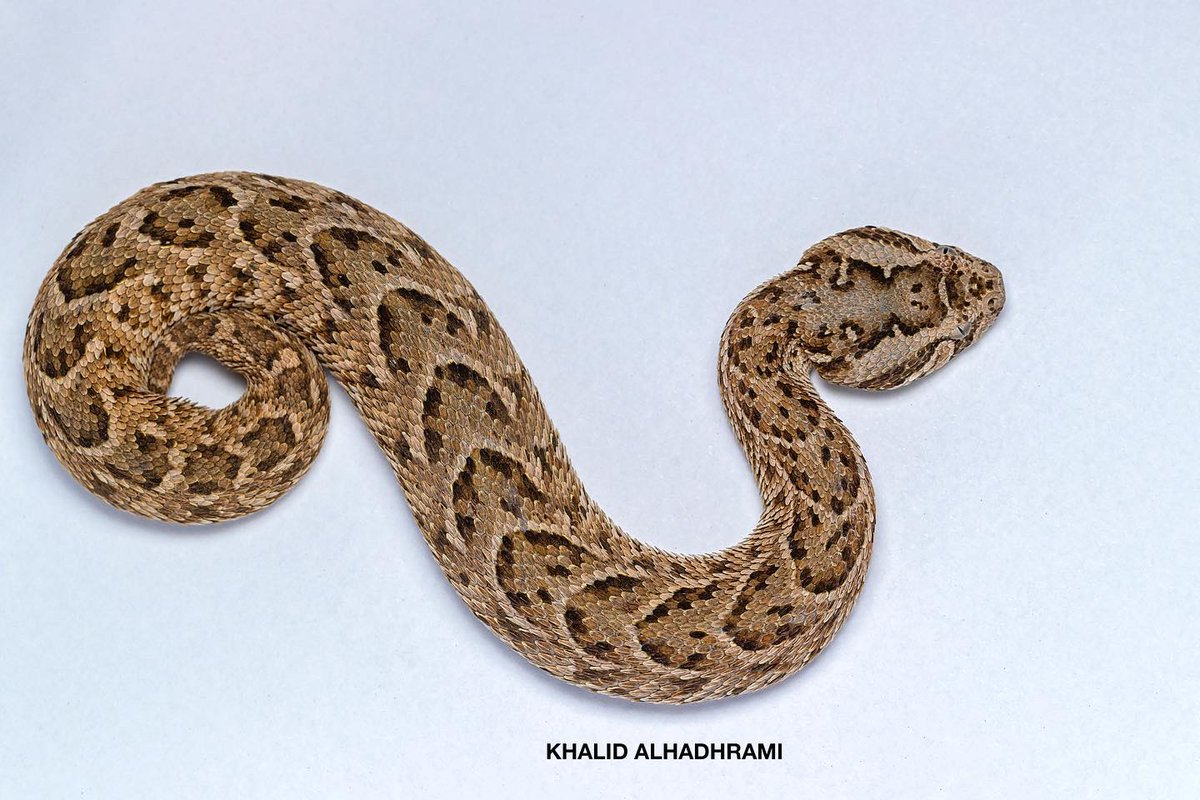 alhadhrami26's tweet image. دلولات ( الاسم المحلي)

الأفعى النفاثة أو الأفعى النافخة من الافاعي شديدة السمية واضخم الافاعي في عمان تتواجد #ظفار 

The puff adder (Bitis arietans) is a viper species found in Dhofar 
#puffadder #bitisarietans