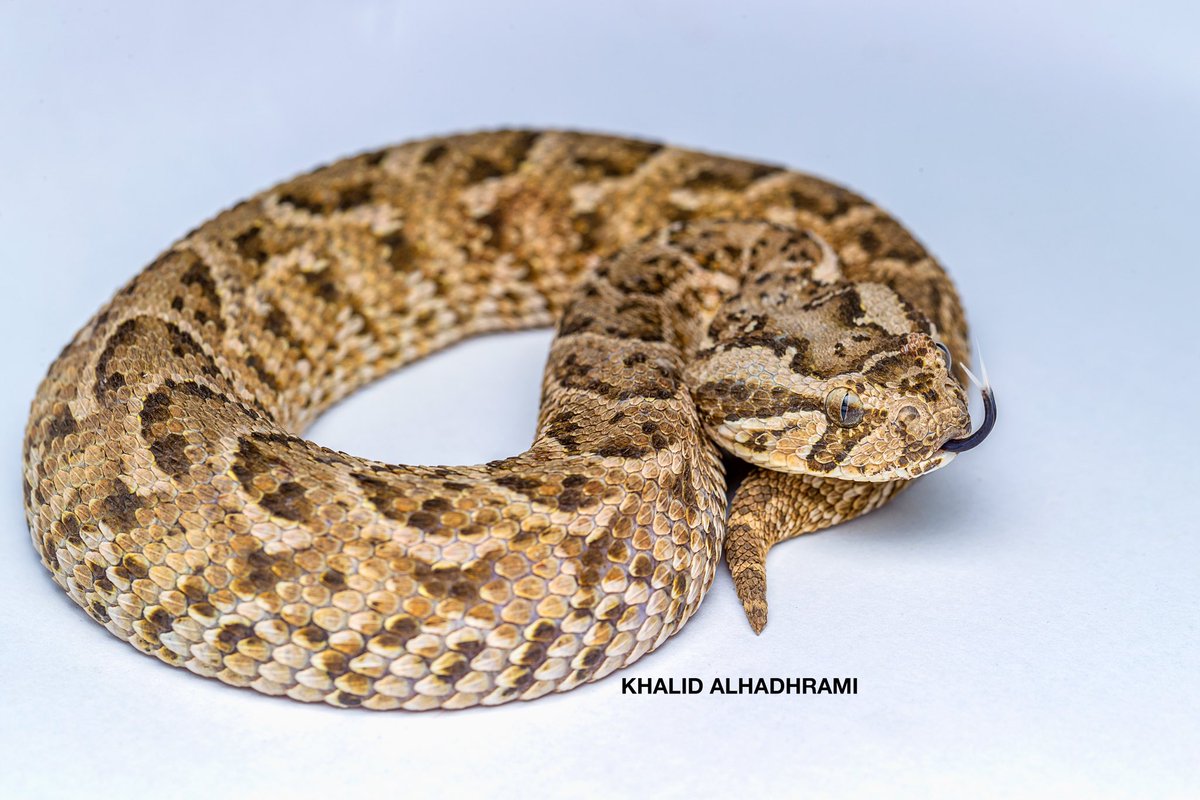 alhadhrami26's tweet image. دلولات ( الاسم المحلي)

الأفعى النفاثة أو الأفعى النافخة من الافاعي شديدة السمية واضخم الافاعي في عمان تتواجد #ظفار 

The puff adder (Bitis arietans) is a viper species found in Dhofar 
#puffadder #bitisarietans