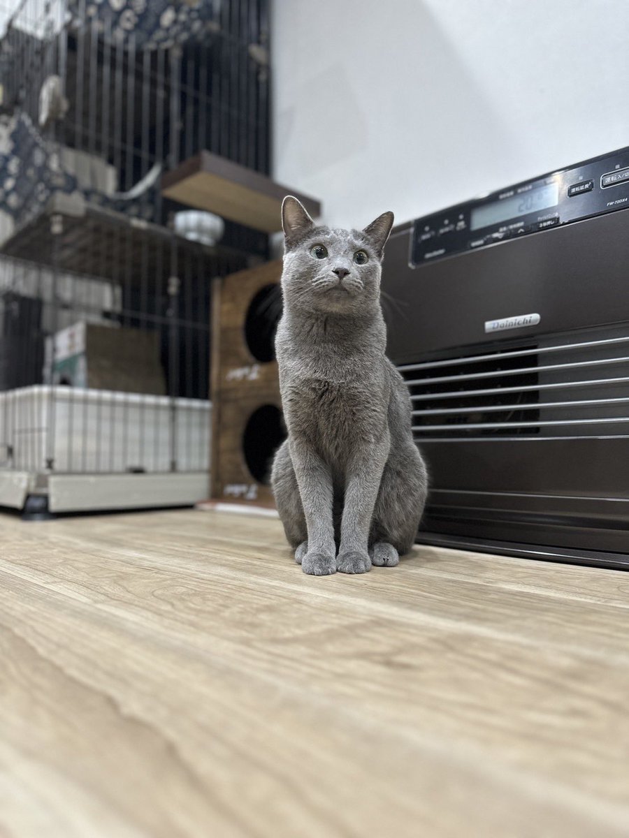 今日誕生日なんだニャ…ライ2歳おめでとう🎊今年はお兄ちゃんになったけど、まだまだ甘えん坊です👶