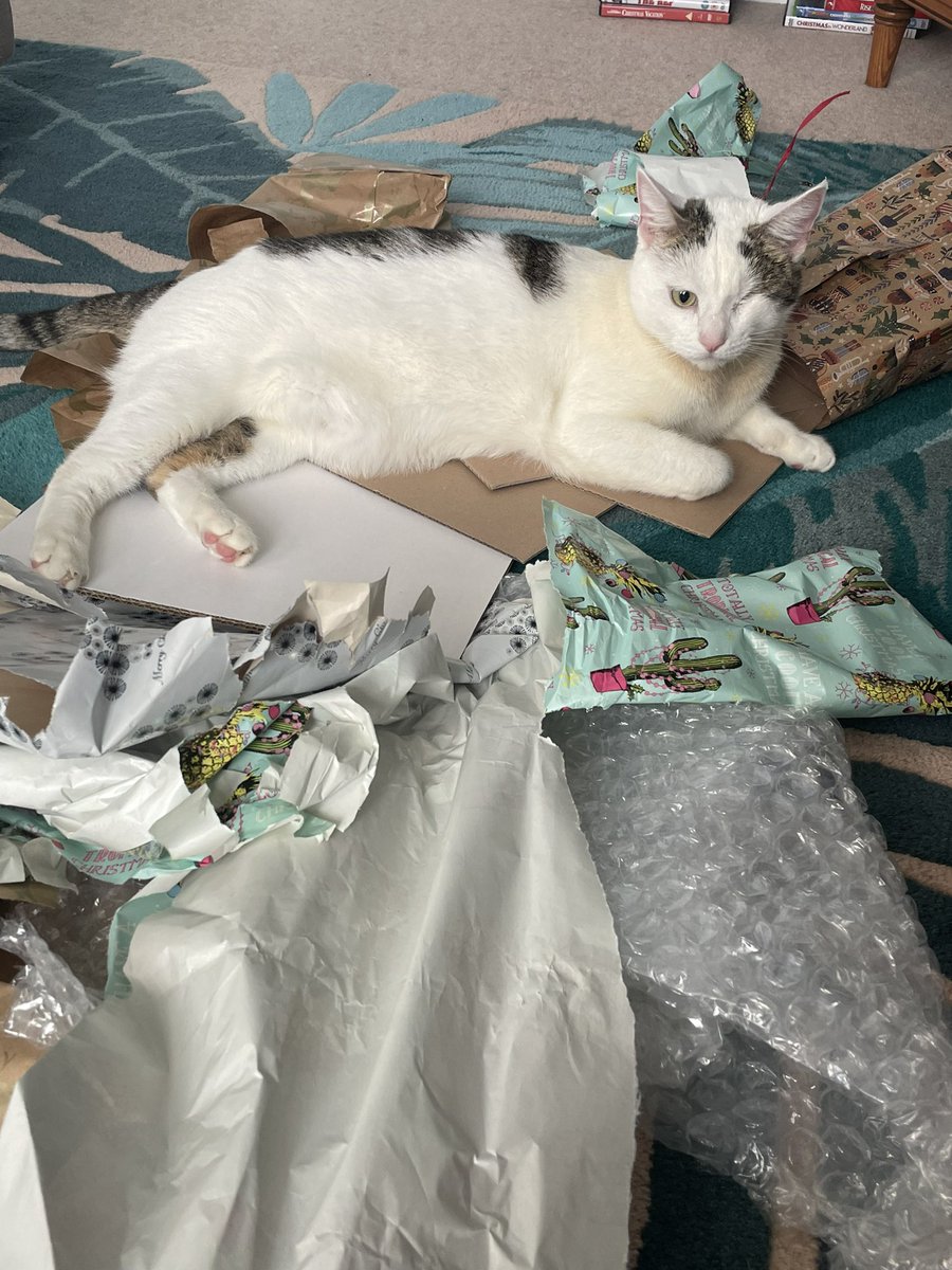 EsteemNo's tweet photo. @Number10cat Julian after he had overdosed on catnip treats.  It was just too much for him 😻 https://t.co/IIB8XOzOfY