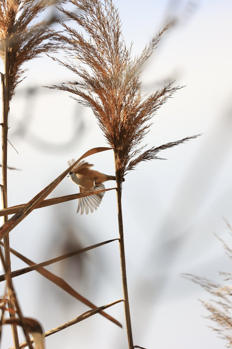 Günün güzeli
#hangitür #kuşlarıgörelim #kuşgözlemi #birdphotography #birdwatching