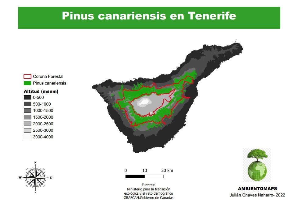 🌲El pino canario es todo un fósil viviente
🌲Tiene ciertas características un tanto especiales y lo diferencian de sus parientes mediterráneos 
🌍Su distribución en la isla de #Tenerife es un tanto peculiar 
👇Con unos #mapas te lo contamos👇
ambientomaps.es/pino-canario-t…