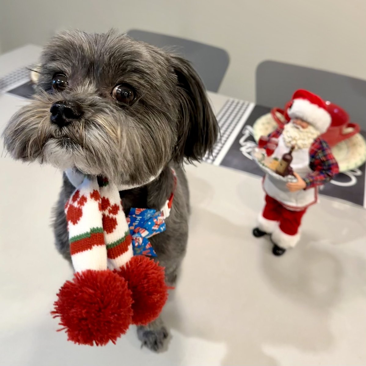 <a href="/elonmusk/">Elon Musk</a> Merry Christmas and Happy Holidays to you all!! Bruno the dog