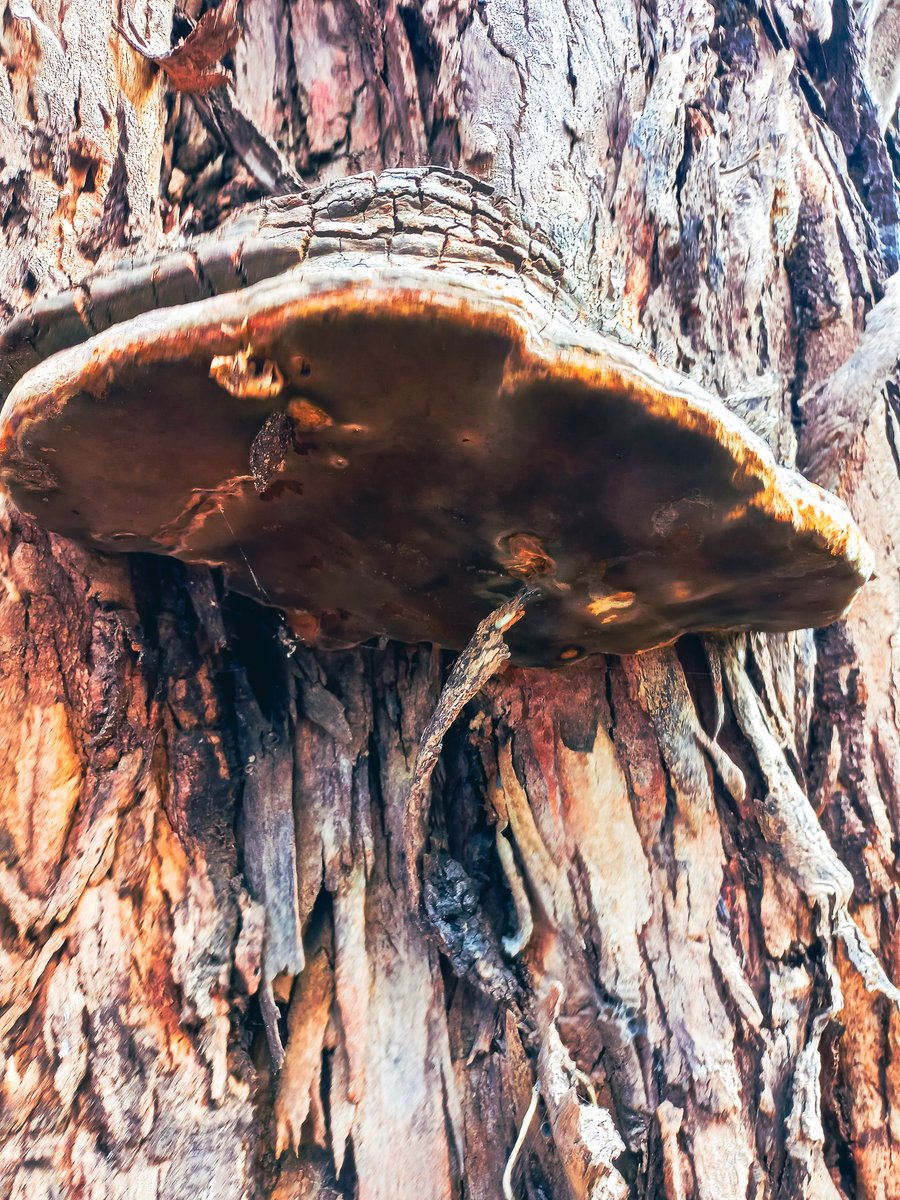 Troufel Travers bushfire and ecology (@TraversEcology) / Posts / X