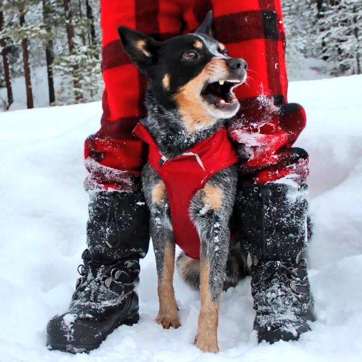roguedetection's tweet photo. Naughty or nice? Cast your vote!๐๐พ
โ๏ธ Oh, & hope everyone had very furry & bright howlidays (yes, we're gonna milk the dog holiday puns as much as we can).
๐พโจ๐
#happyhowliday #furryandbright #naughtyornice #workingdoglife https://t.co/bC8PQynV0j