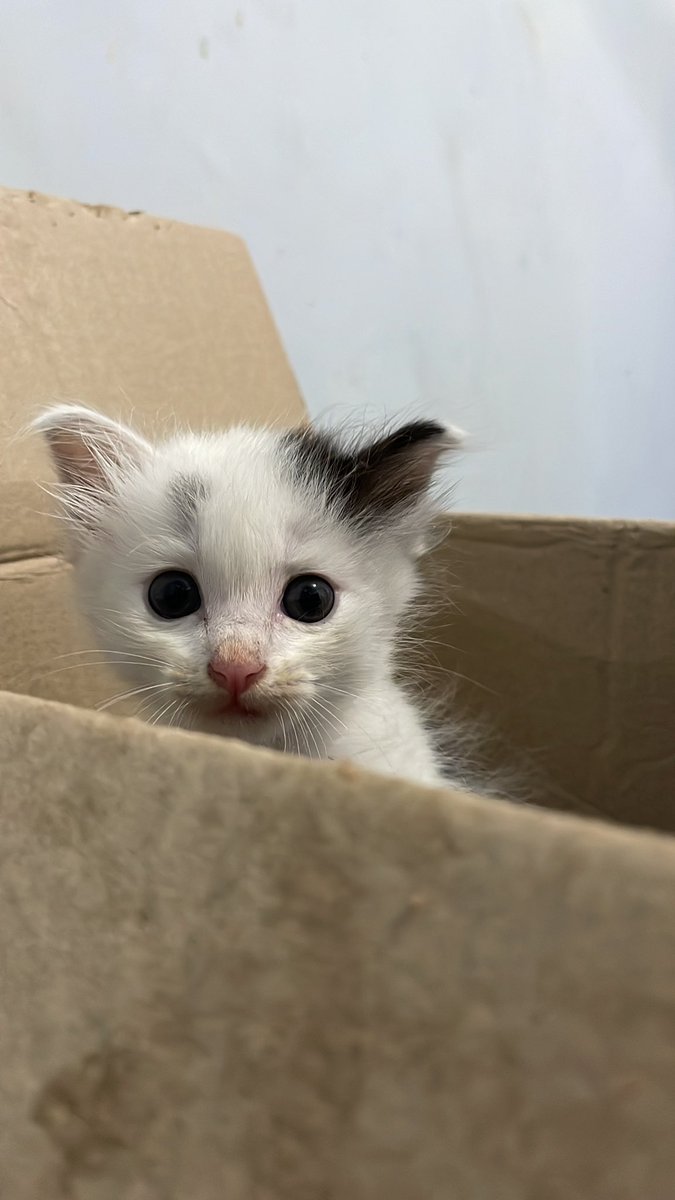kochengfs's tweet photo. 🐈‍⬛ Setelah nggelundung dr plafon, Glundy mau cari mangsa buat di sun peng dua https://t.co/7uEnFvL5bd