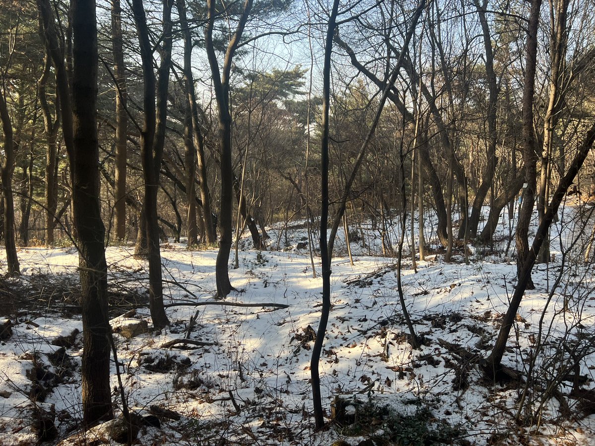 Out for a pretty walk in Seoul.