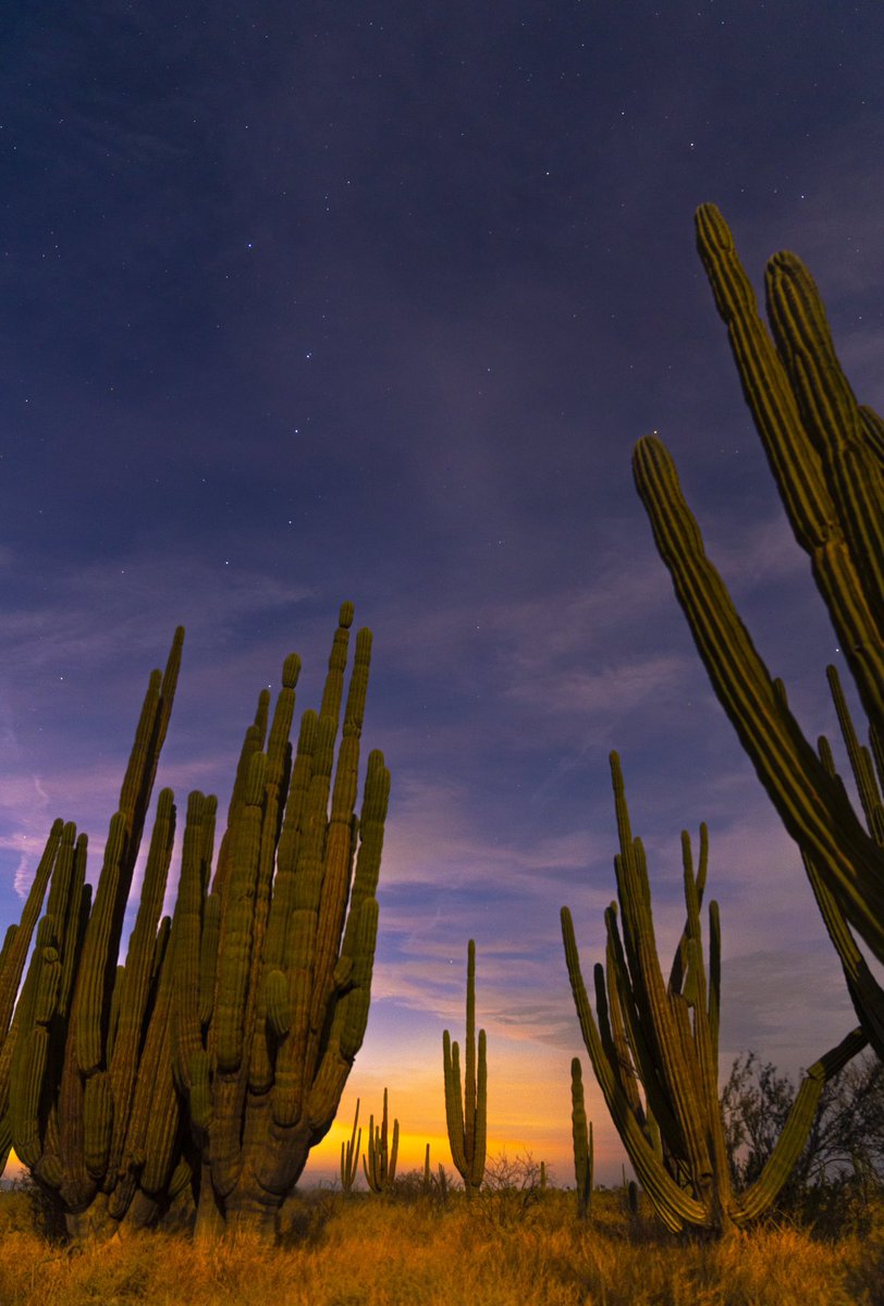 🌵 SONORA ❤️ Feliz Navidad!
