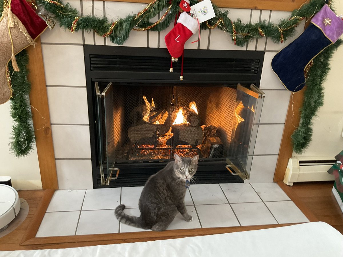 Happy Holidays to all my pals with lots of love! #MerryChristmas #CatsOfTwitter