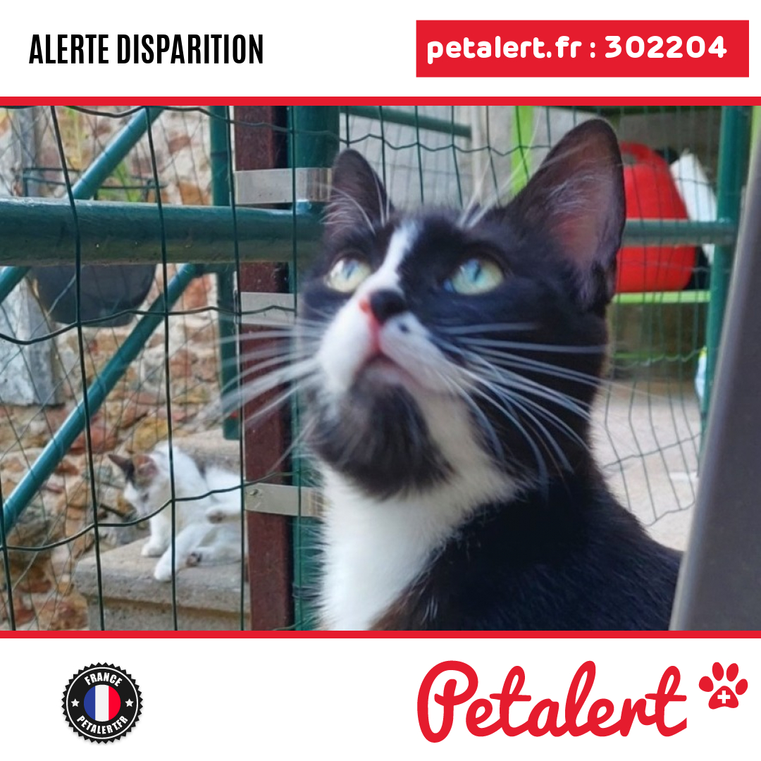 petalert_france's tweet image. Disparu #Chat #Rhone #Blace #Petalert  #PetAlert69 / p3t.co/sYKaa