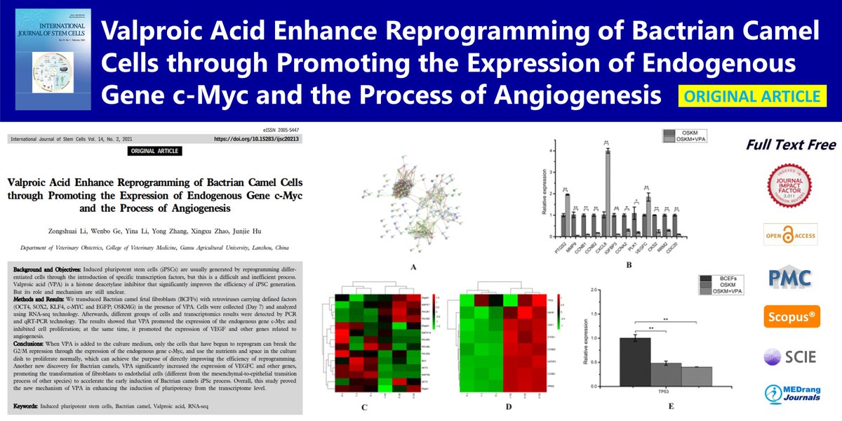 IntJStemCells's tweet photo. Valproic Acid Enhance Reprogramming of Bactrian Camel Cells through Promoting the Expression of Endogenous Gene c-Myc and the Process of Angiogenesis
🌷https://t.co/P15UicbLPK
2022; 57(1) Zongshuai Li
#Induced_pluripotent_stem_cells #Bactrian_camel #Valproic_acid #RNA_seq https://t.co/mhpU6tp08v