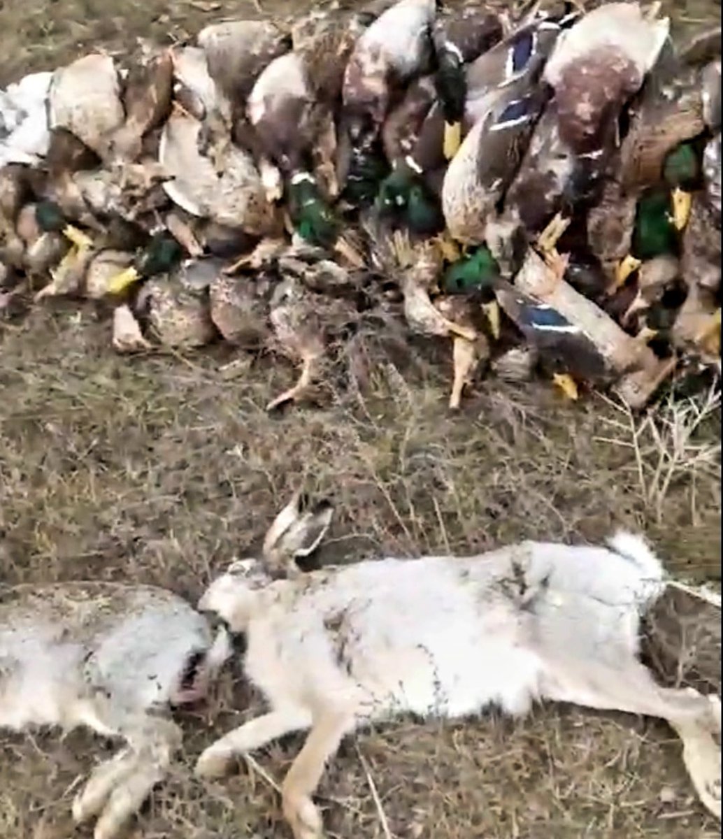 ptahoglyad's tweet photo. #Україна #ecology @WWF @WWF_Ukraine Тисячі загиблих птахів, та інших ссавців. Це екоцид створенный аграріями у національному парку "Тузлівськи Лимани", Одеська область. Фото: Іван Русєв, доктор біологічних наук, професор, науковий журналіст https://t.co/O0RoiNop0l
