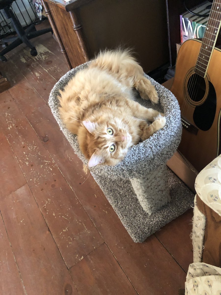 marklaxer's tweet photo. @chaoticcatpics https://t.co/S5DeWldOHq