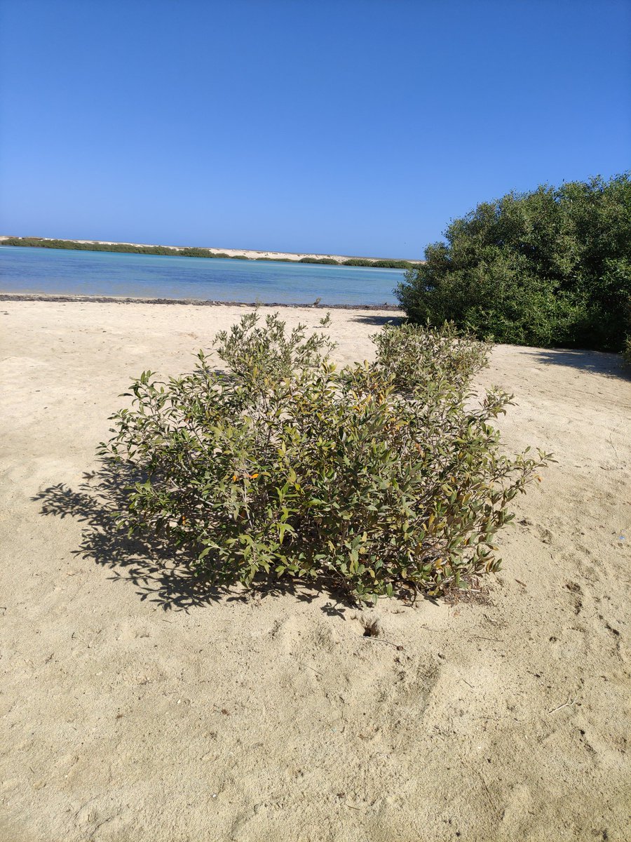 AsmaHassan2's tweet photo. #mangroves, #Egypt #RedSea https://t.co/OHUOTgk69j