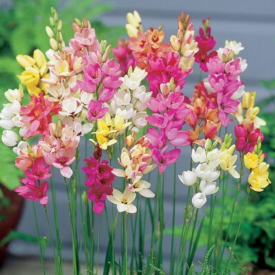 BeejwalaIndia's tweet photo. Buy Ixia Mix Colour Flower Bulbs Pack
https://t.co/OEa5WDRZMA

🎁 SPECIAL OFFER: Up to 90% off  
👉 Check Now: https://t.co/M88oG5zYsP
📦 Dispatch in 1 - 2 Days
#beejwala #Ixia #Flower_Bulb #garden #gardening' https://t.co/FMaadELbuj