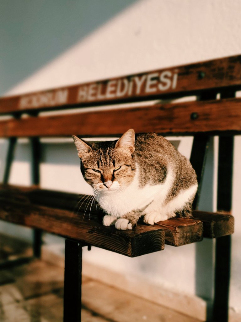 Günaydın. Evet, bugün pazartesi. 😾🥲

#pazartesi