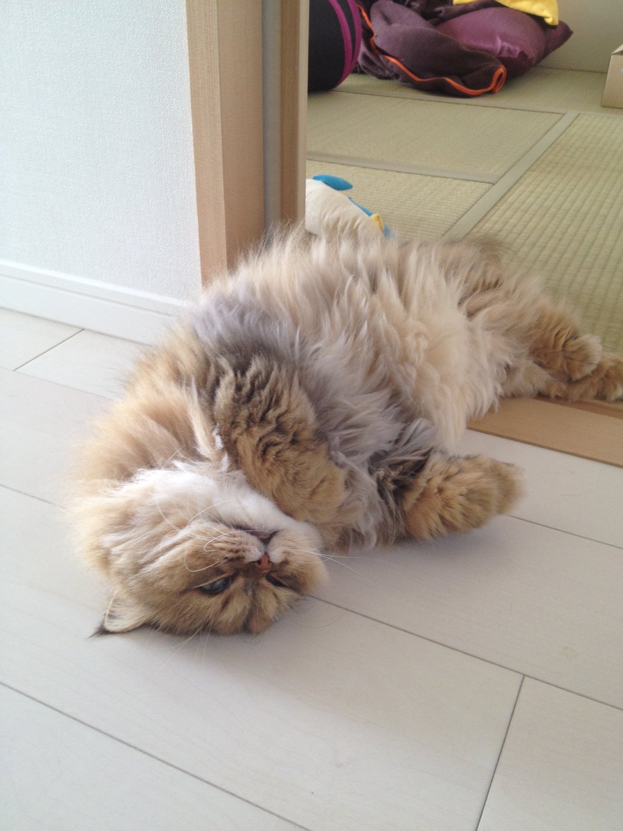 猫ちゃんと暮らしたいけど終生お世話するのは難しい…という場合、保護猫活動を行なってる団体が預かりボランティアを募集していることがあります。やってみようかな、と思ったらお近くの団体のサイトとか確認してみましょう。