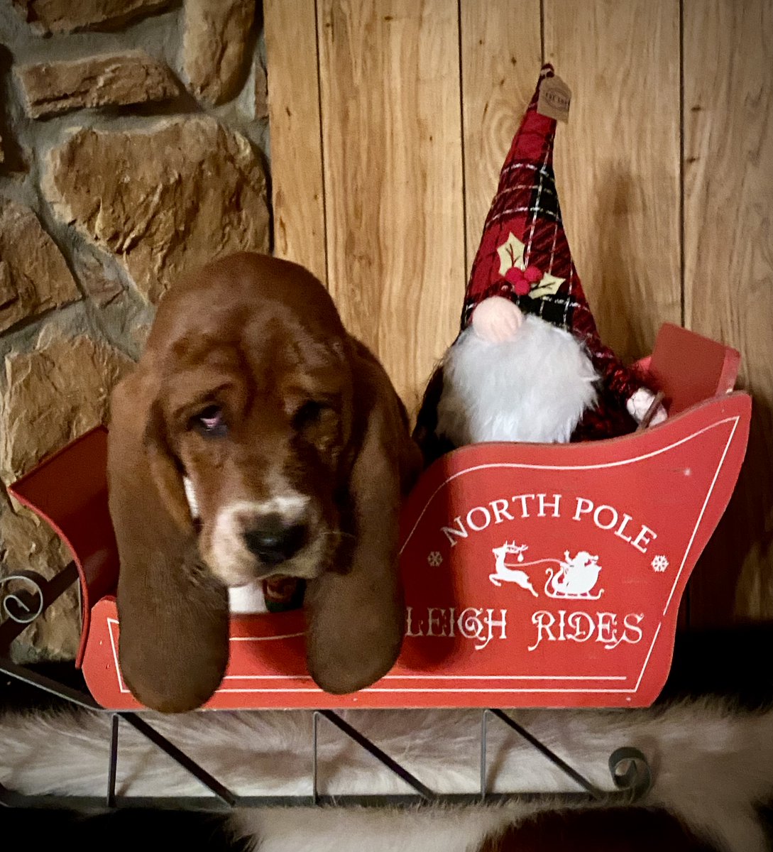 Shh, we're all still sleeping in after a great holiday weekend. We'll be back tomorrow at 8 AM EST, but for now, enjoy this photo of one of the newest pets of CATI, Oliver Wendall Hound, the Basset Hound puppy (he's still sleepy too)