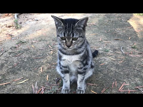 MeowMoeDotCom's tweet photo. 盛大な野良猫の猫集会の中にアメリカンショートヘアがいた There was a stray  ...
 
https://t.co/g7UlQMvFz5
 
#ニャンコ #AmericanShorthair #CatAction #CatChannel #CatVideo https://t.co/vG2rrDF6Cu