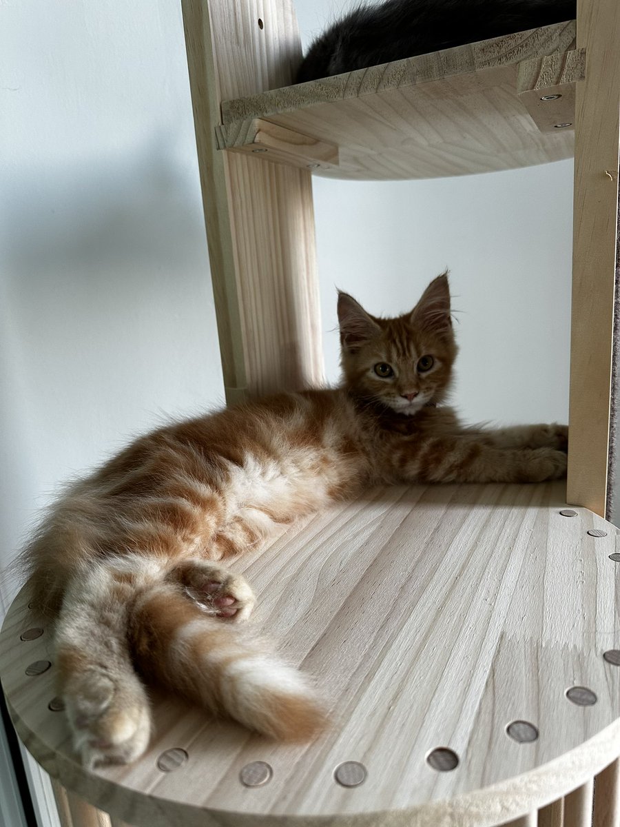 saifyakhtar's tweet photo. Since we lost Taro, we've grown our home feline population 3x.

Meet Chonky Boi, Kitto and Taco.

2 budak bandar from Jalan Ampang. 1 budak kampung from near Kuantan.

Took them about a week to love each other like family.

And no; we don't cage them. ♥️ https://t.co/J0MtTuuhsO