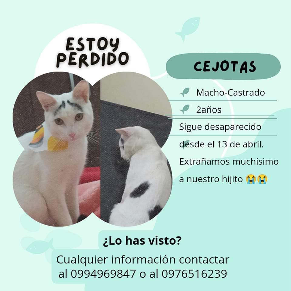 koalandeMichi's tweet photo. Buscamos a Cejotas RT 👇🏻🙏🏻🥺

Zona santísima Trinidad https://t.co/EC1LvvBOiD