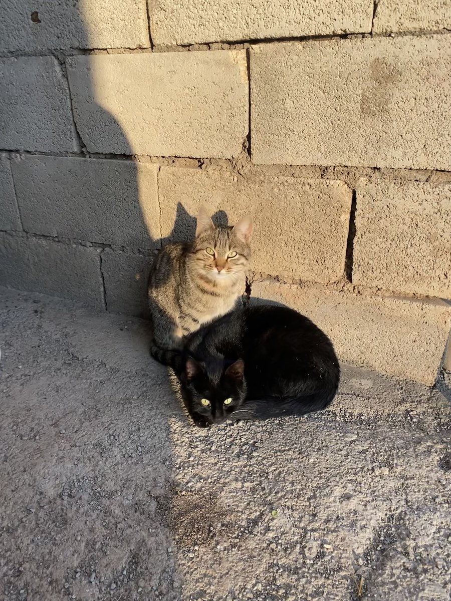 Bebeklerim akşam güneşinin tadını çıkarıyor ☀️