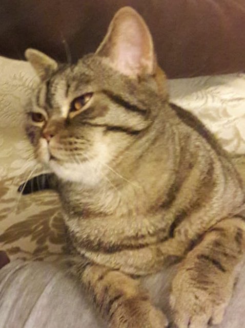 Selamlar kırpık için açılan ilk yuva ilanına dönüş yapan olmadı.
Kırpık 1 yaşında, kısır, iç dış paraziti var.84 günlük sürecin sonunda fipi yendi şimdi geçici yuvasında aile bulmayı bekliyor . Ankara içi takip şartıyla prensese yuva arıyoruz.

ANKARA YUVA