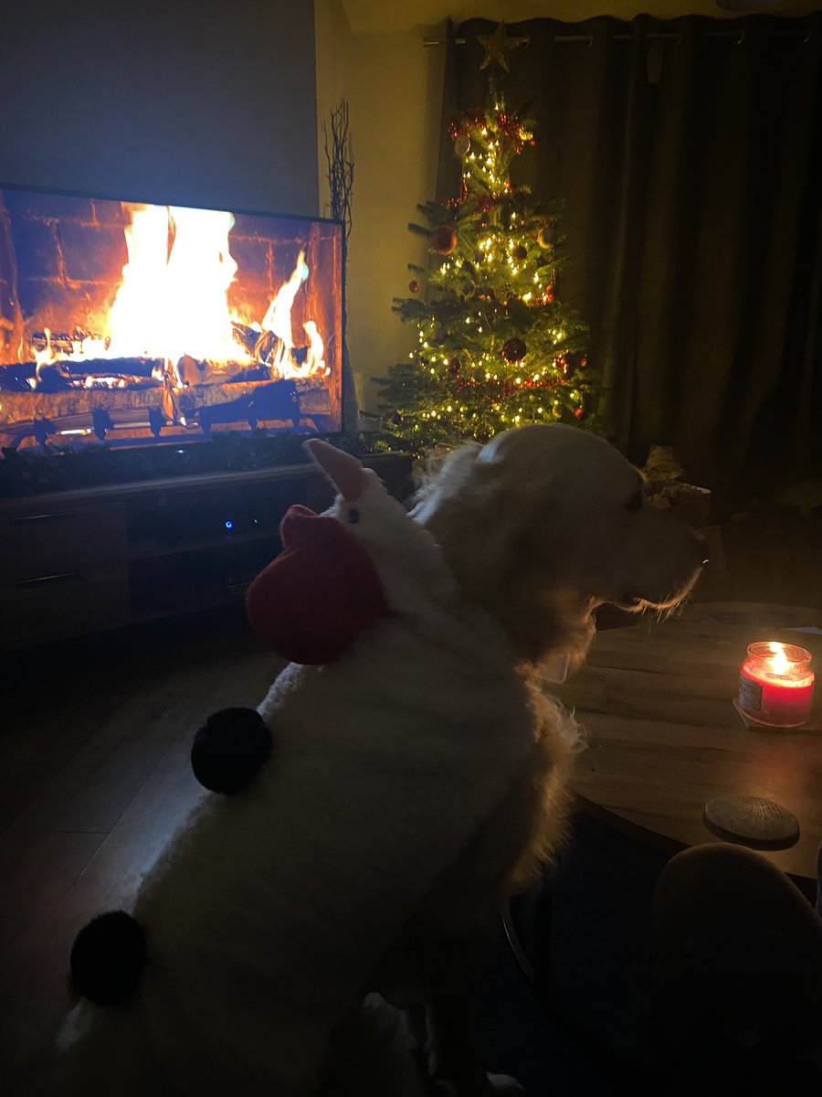 Last Christmas where Dexter is the baby of the house… &amp; what a wonderful Christmas it was ❤️🎄🐶