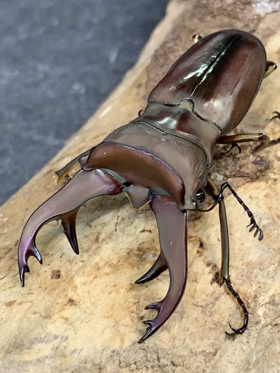 国産カブト・クワガタ 標本 34匹セット 国産カブト・クワガタ 標本 34