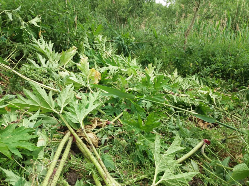 EnvAgencyAnglia's tweet photo. We worked with the @DedhamValeSVP to improve river and riparian habitat within the river Stour catchment.
We achieved the following:
•removed over 10,000 invasive Giant hogweed plants
• fenced rivers to reduce sediment entering
(1/2) #RBMP #River #Suffolk https://t.co/26YYGwPXqz