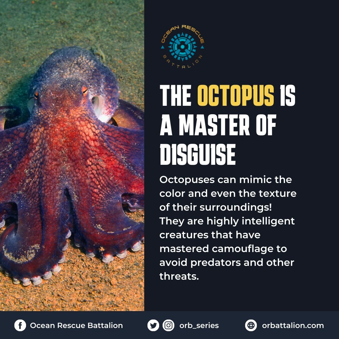 Did you know that the octopus is a master of camouflage? 

Ocean Rescue Battalion is an animation brand dedicated to protecting the ocean. Visit orbattalion.com to know more about us! 

#didyouknow #oceanfacts #oceantrivia