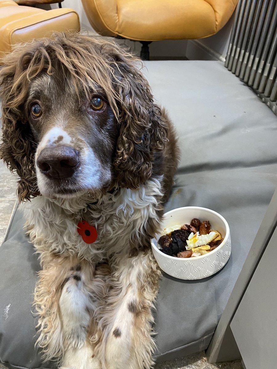 SpanielsSuper's tweet photo. This full English looks delicious Mum 😊
But what have you smuggled in it?
#DoYouHaveToSpoilEverything #HowCouldYou #BoxingDayBreakfast https://t.co/kbdF1MfRuw