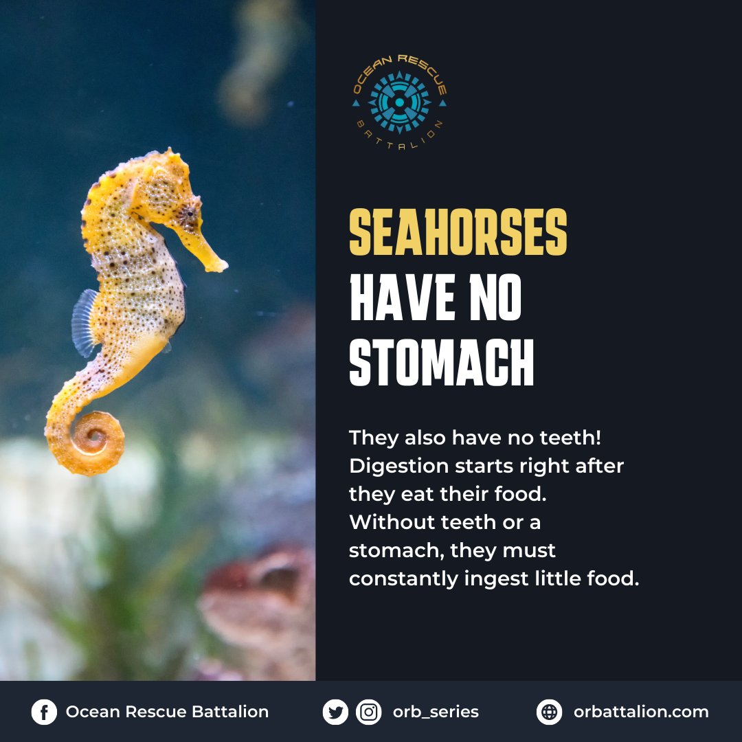 #DidYouKnow that seahorses have no stomach -- and no teeth either! A seahorse digests food throughout its digestive system, not in a single organ only. They also ingest little pieces of food constantly because of this! 

#oceanfacts #oceantrivia #ocean #environment #seahorse