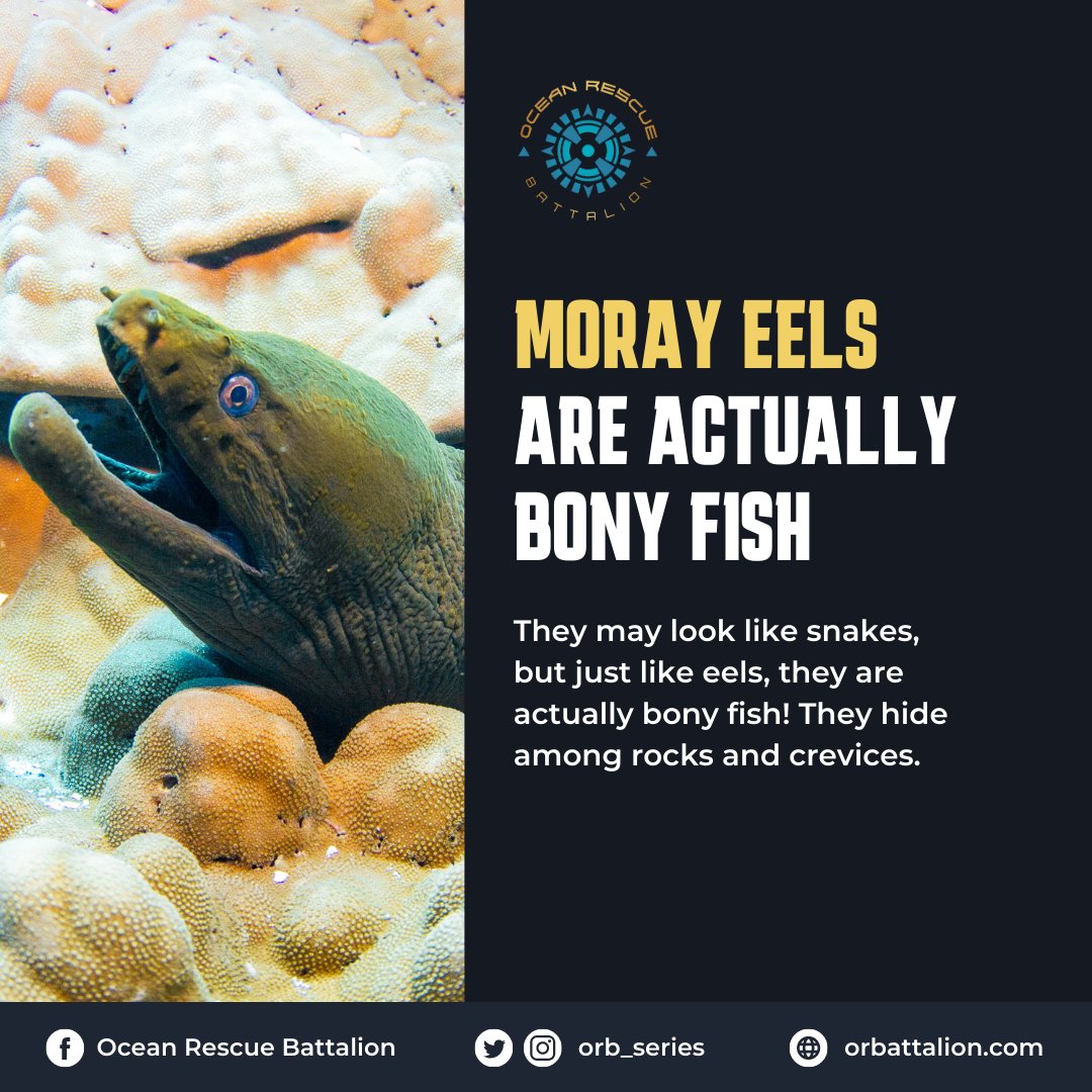 #DidYouKnow that the moray eel may look like a sea serpent, but they're actually bony fish? Read more below! 

#oceanfacts #oceantrivia #ocean #deepsea