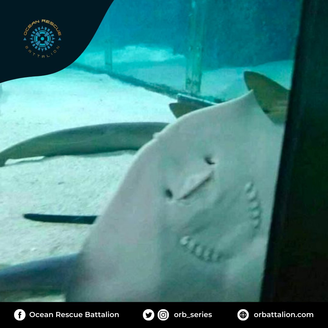 Hello there! 

We're just checking up on you if you're already following our Twitter page! Make sure to follow us to know more ocean news and trivia. Don't forget to follow our other social media pages too!