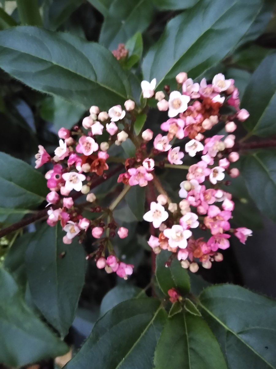 GFSpiers's tweet photo. Winter cheer from the #garden healthy, happy buds on the Weigela, whilst the viburnum is still sprinkling pink delight https://t.co/UpaHL9KkFQ