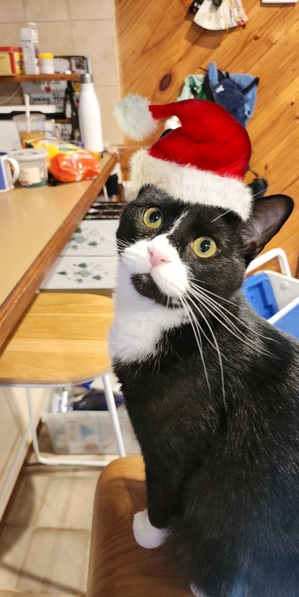 tanjabren's tweet photo. @Number10cat Meowy Christmas from Australia! 🤶🎅🎄🎁💜 https://t.co/I5InOffFw8
