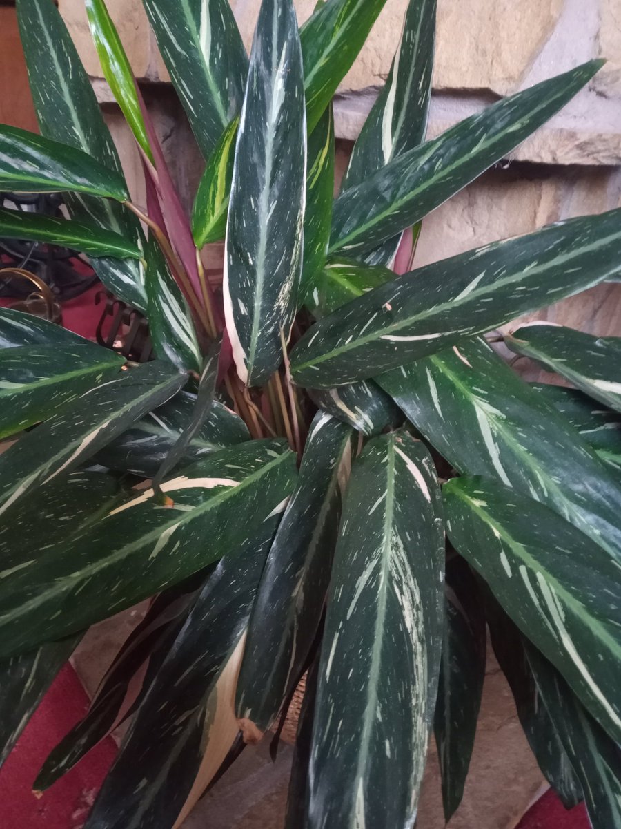 Alan Gardner 💙 tweet media