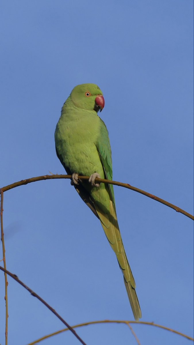 JoshsWildlife's tweet photo. There’s a large group of parakeet which I enjoy photographing when I visit Manchester. 

#parakeet #bird #birds #birdsofinstagram #parrots #parrot #parrotsofinstagram #parakeets #parakeetsofinstagram #birdlovers #animals https://t.co/8K0pfPjWMh
