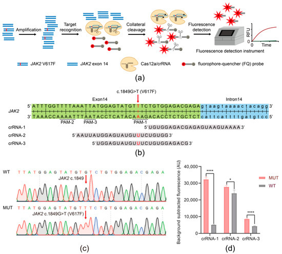 Biosensors_MDPI's tweet photo. #EditorsChoice:
📢 CRISPR/Cas12a-Based Ultrasensitive and Rapid Detection of JAK2 V617F Somatic Mutation in Myeloproliferative Neoplasms
Read more: https://t.co/BPE5h9R2Rm
#mutationdetection
#fluorescence
#lateralflowstrip https://t.co/oTGWXGrhcC