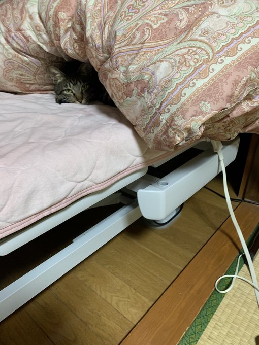 お薬で眠くなってて横たわって起きたらだんだんと布団の奥に潜っていってる雉坊くん。ふんわりお布団に包まれるとやはり気持ちいいのかな? 