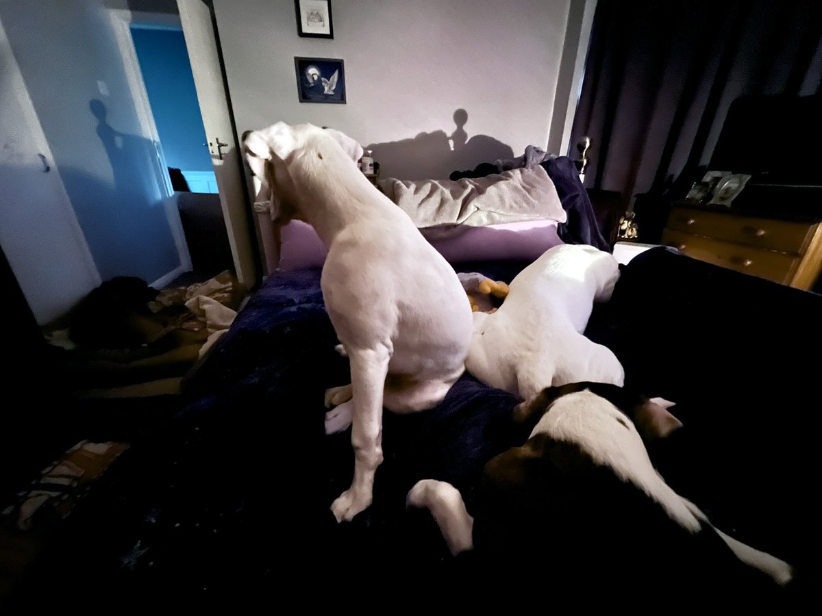 𝘿𝙖𝙫𝙞𝙙 🏴󠁧󠁢󠁥󠁮󠁧󠁿 Boxer Dad 🐶🐶🐶🙌🏻 tweet media